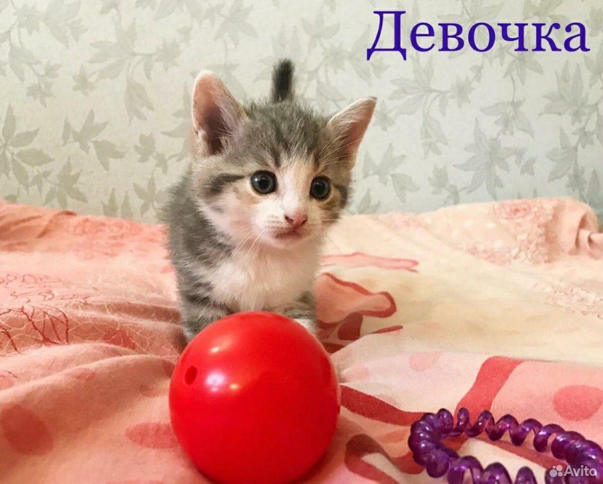 Отдам котят в добрые руки купить на Зозу.ру - фотография № 4