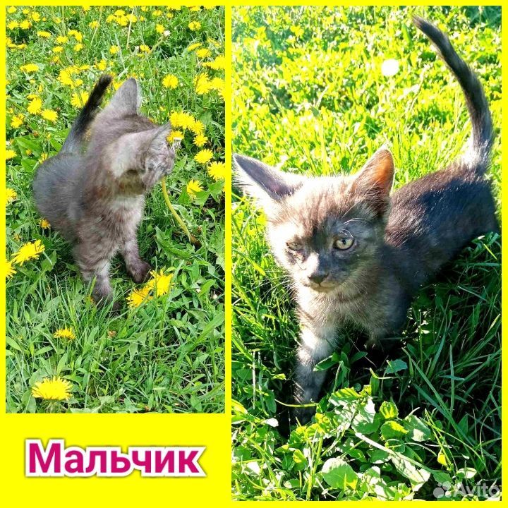 Замечательные котята ищут семью (с.Исаклы) купить на Зозу.ру - фотография № 2