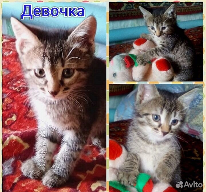 Замечательные котята ищут семью (с.Исаклы) купить на Зозу.ру - фотография № 3
