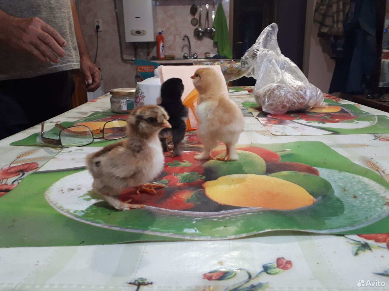 Продаются цыплята мясо-яичных пород купить на Зозу.ру - фотография № 2