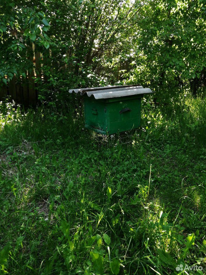 Пчелиный рой, пчелы, пчелиная семья, ульи с пчелам купить на Зозу.ру - фотография № 5