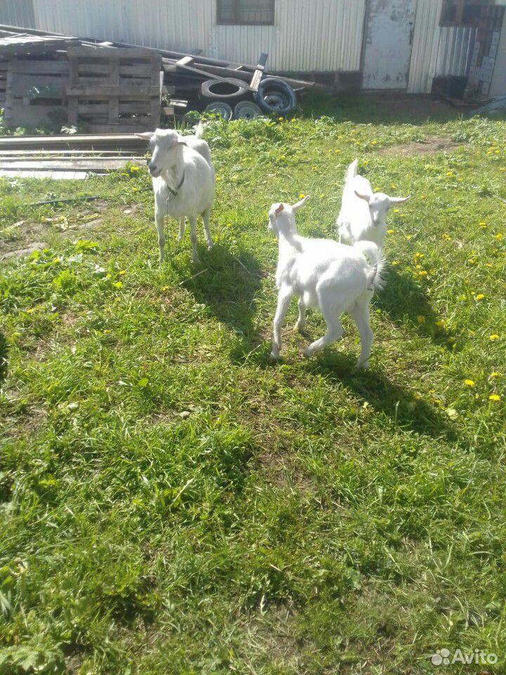 Продаётся коза с козлятами купить на Зозу.ру - фотография № 4