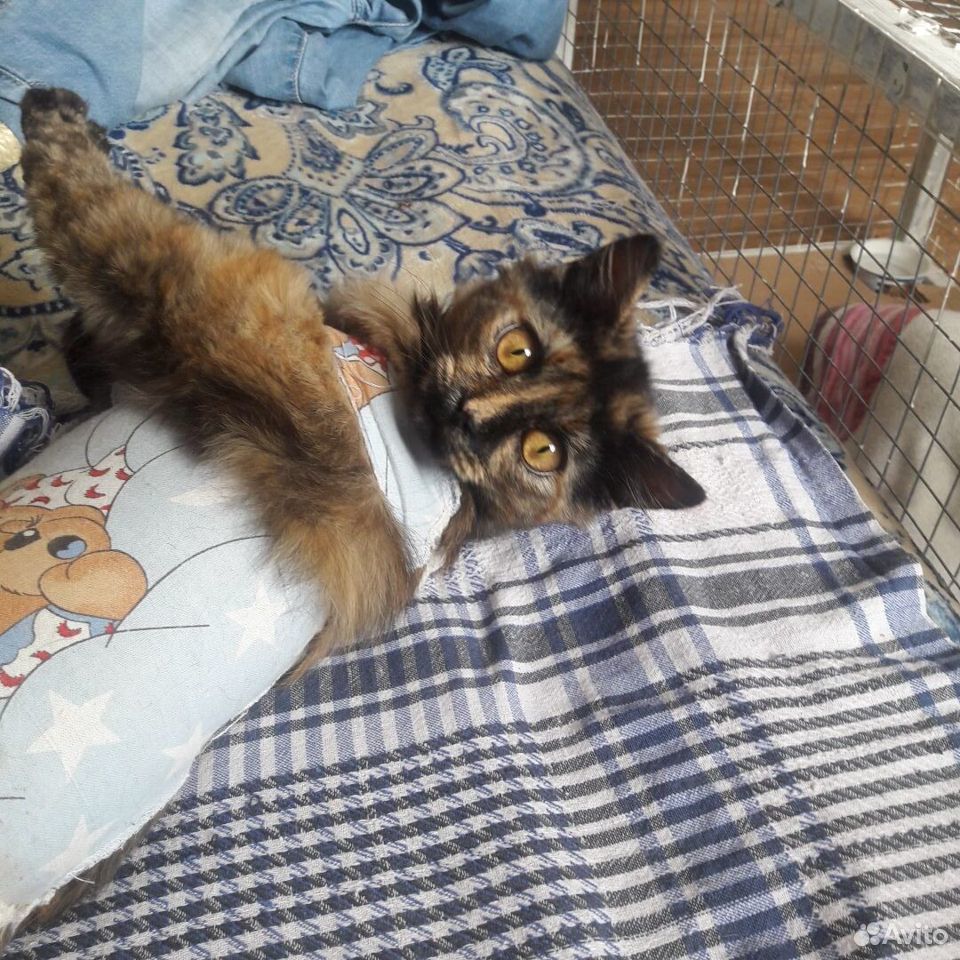 7 месяцев,кошка Маркиза купить на Зозу.ру - фотография № 3