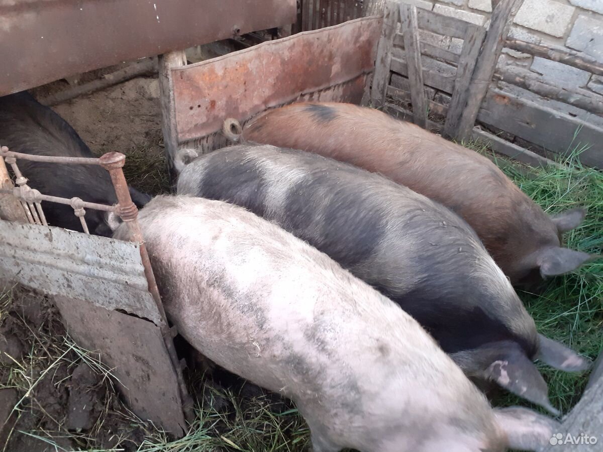 Свиньи домашние купить на Зозу.ру - фотография № 1