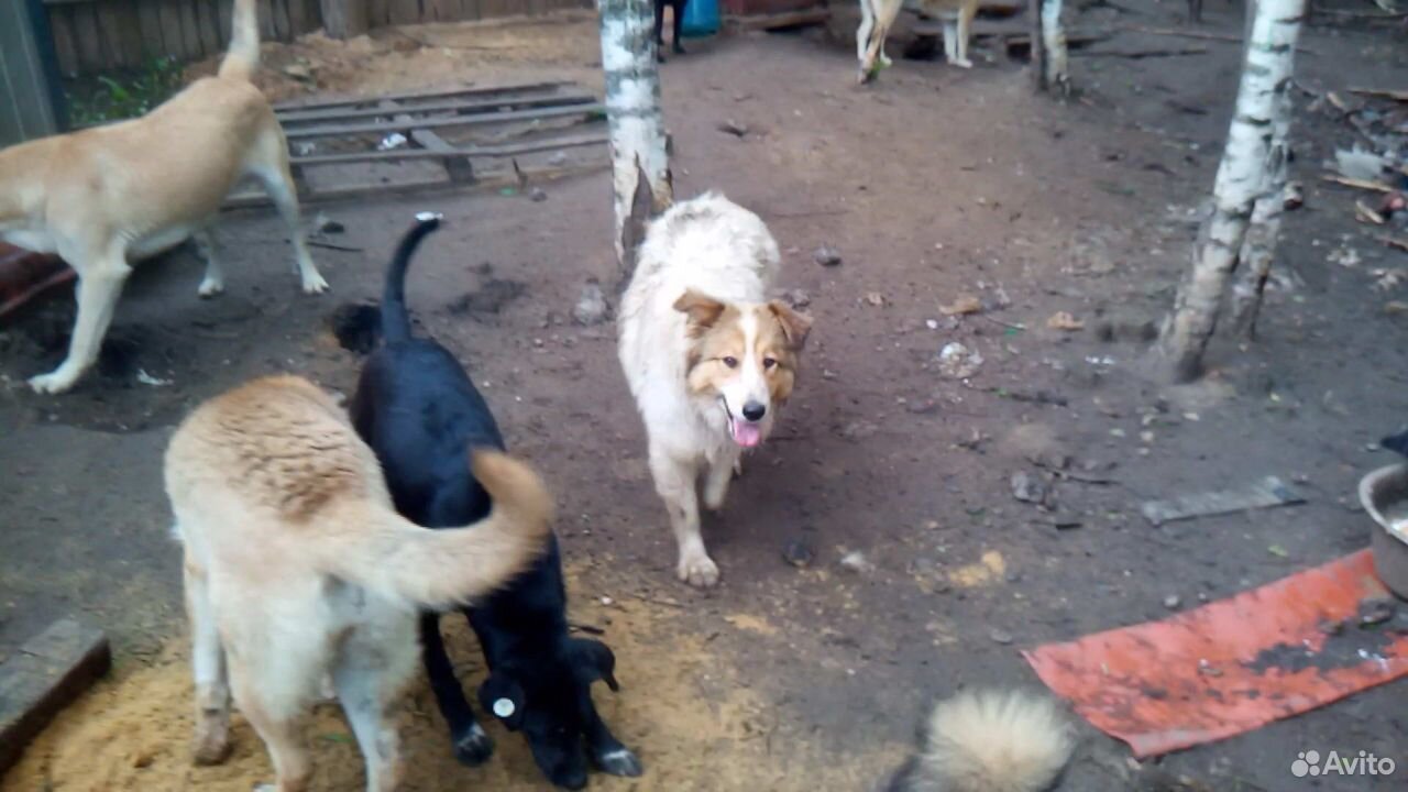 Отдадим бесплатно собак из приюта купить на Зозу.ру - фотография № 1