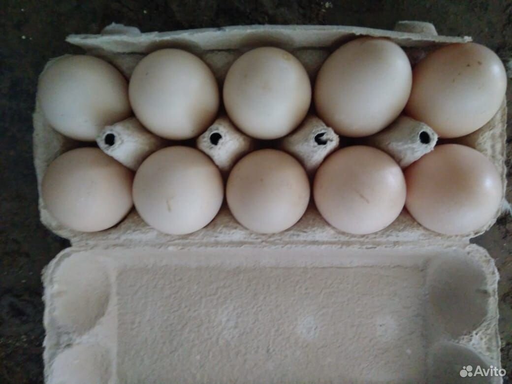 Утинные яйца купить на Зозу.ру - фотография № 1