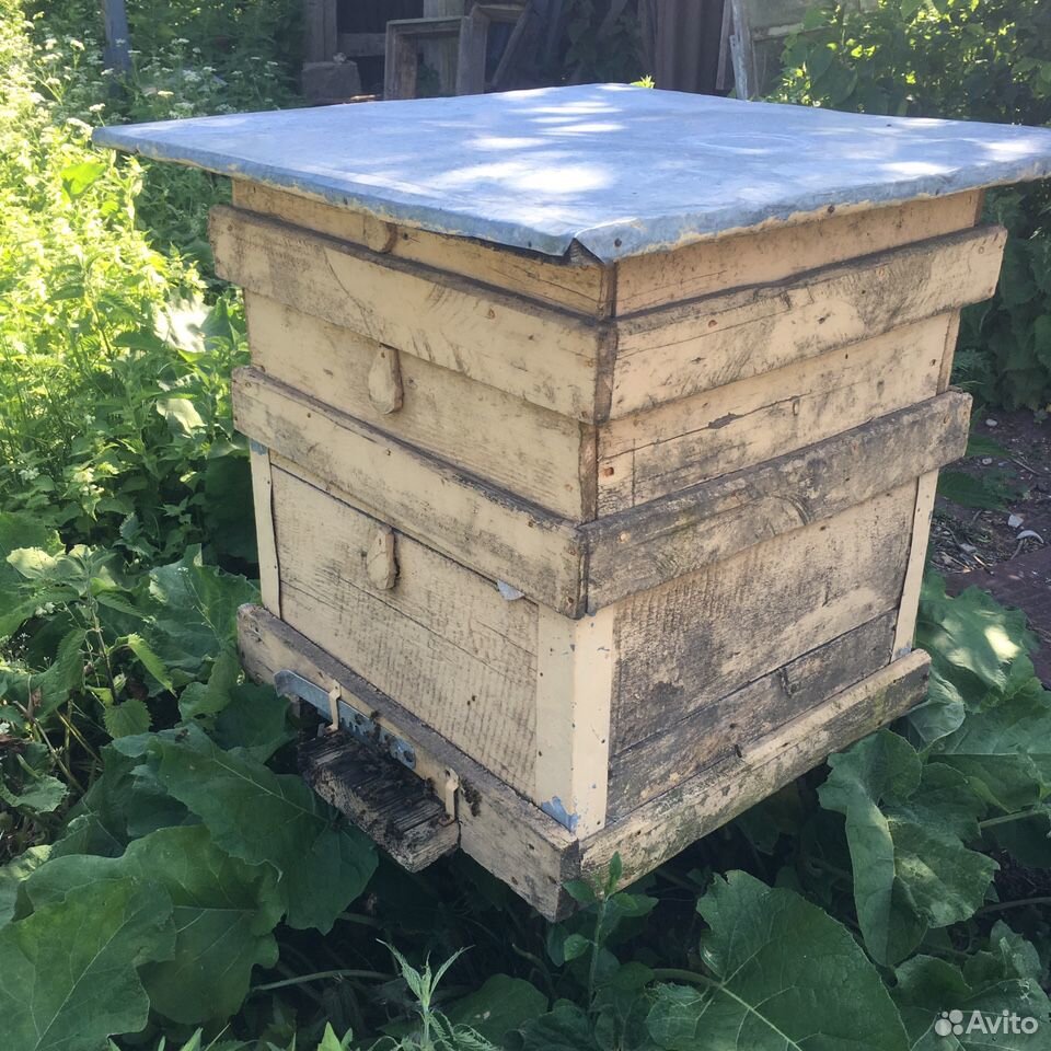 Пчёлы, пчелосемья купить на Зозу.ру - фотография № 1