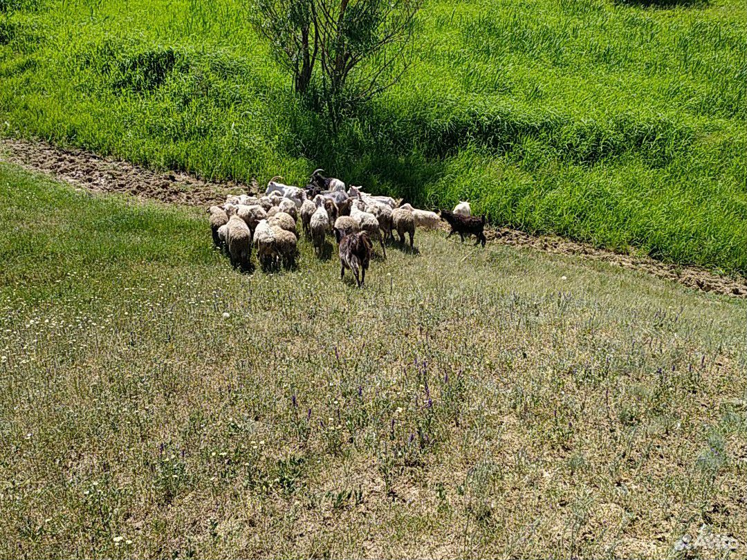Козы с козлятами,матки с ягнятами купить на Зозу.ру - фотография № 2