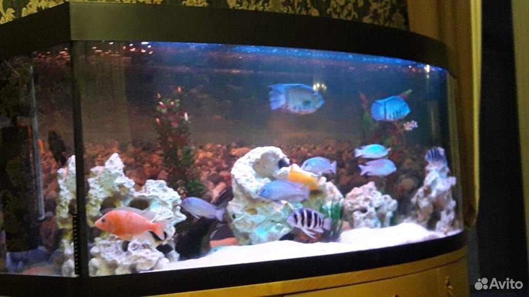 Продается аквариум juwel vizion 450 литров купить на Зозу.ру - фотография № 2