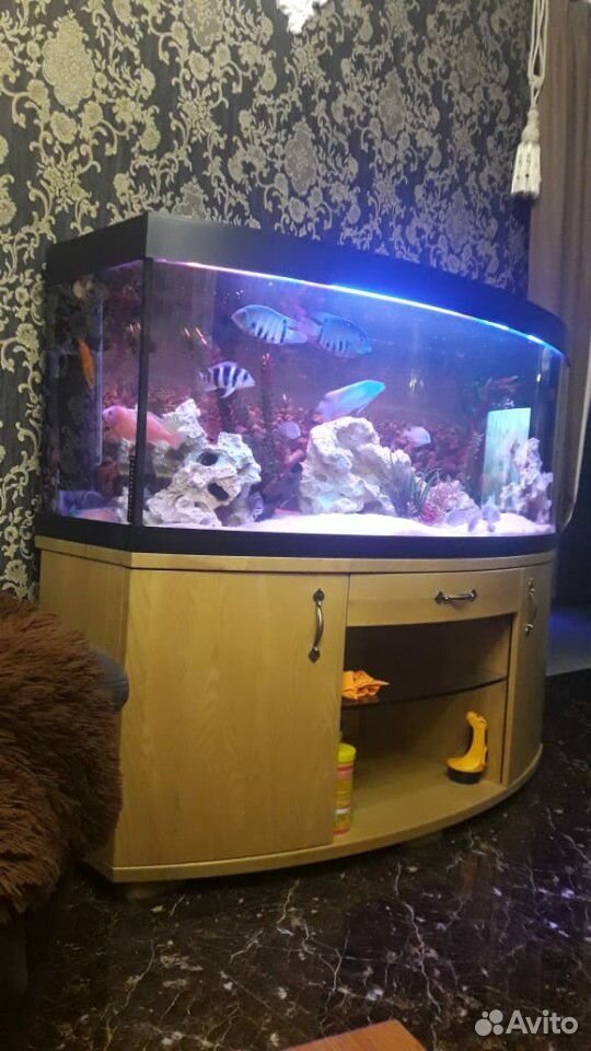 Продается аквариум juwel vizion 450 литров купить на Зозу.ру - фотография № 4