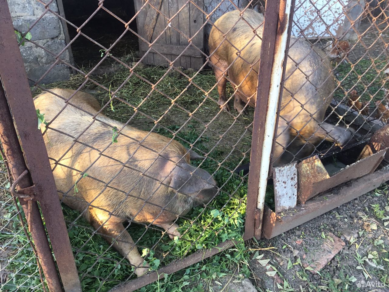 Свинья на мясо купить на Зозу.ру - фотография № 3