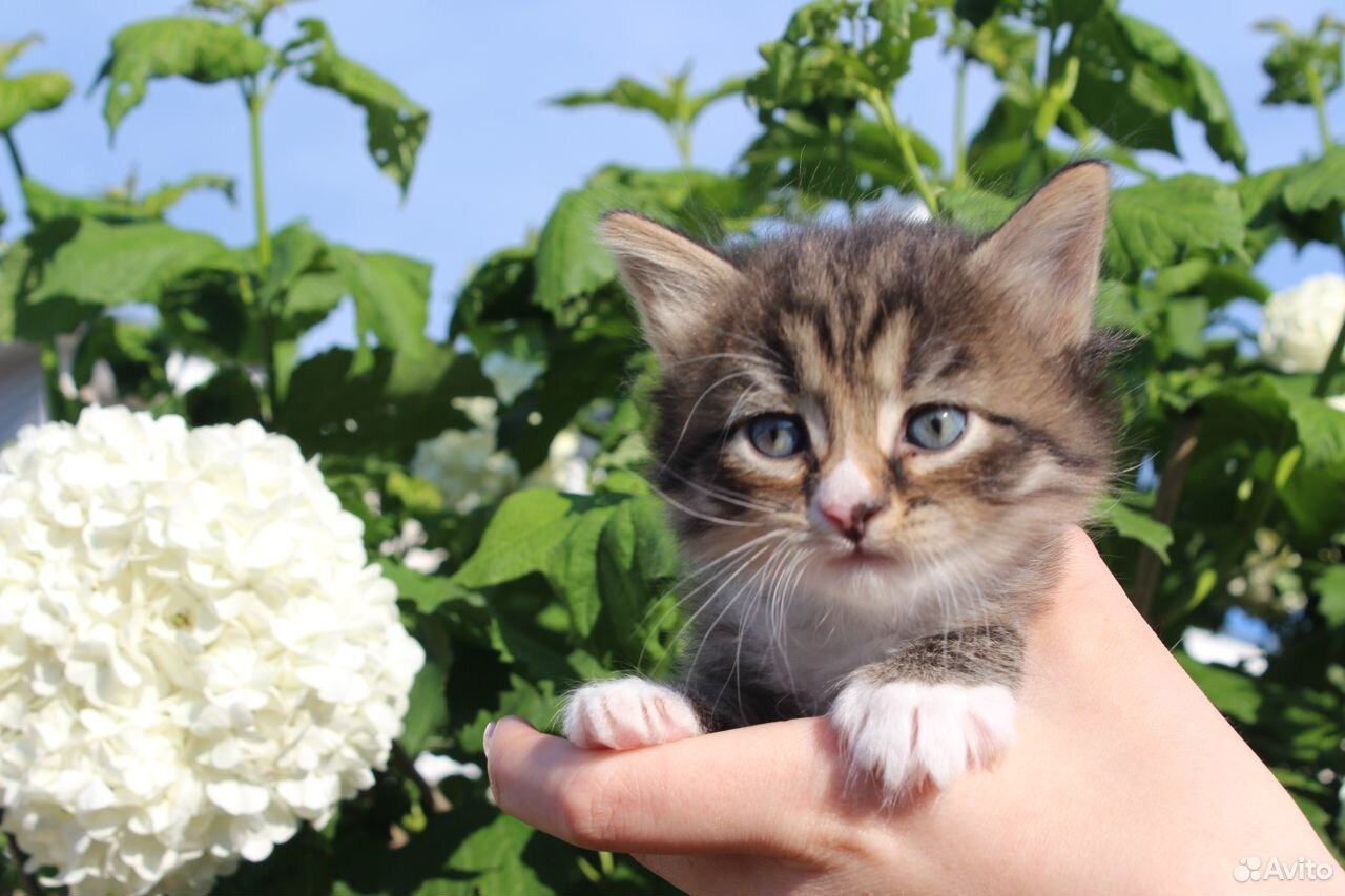 Милые пушистые котята купить на Зозу.ру - фотография № 6