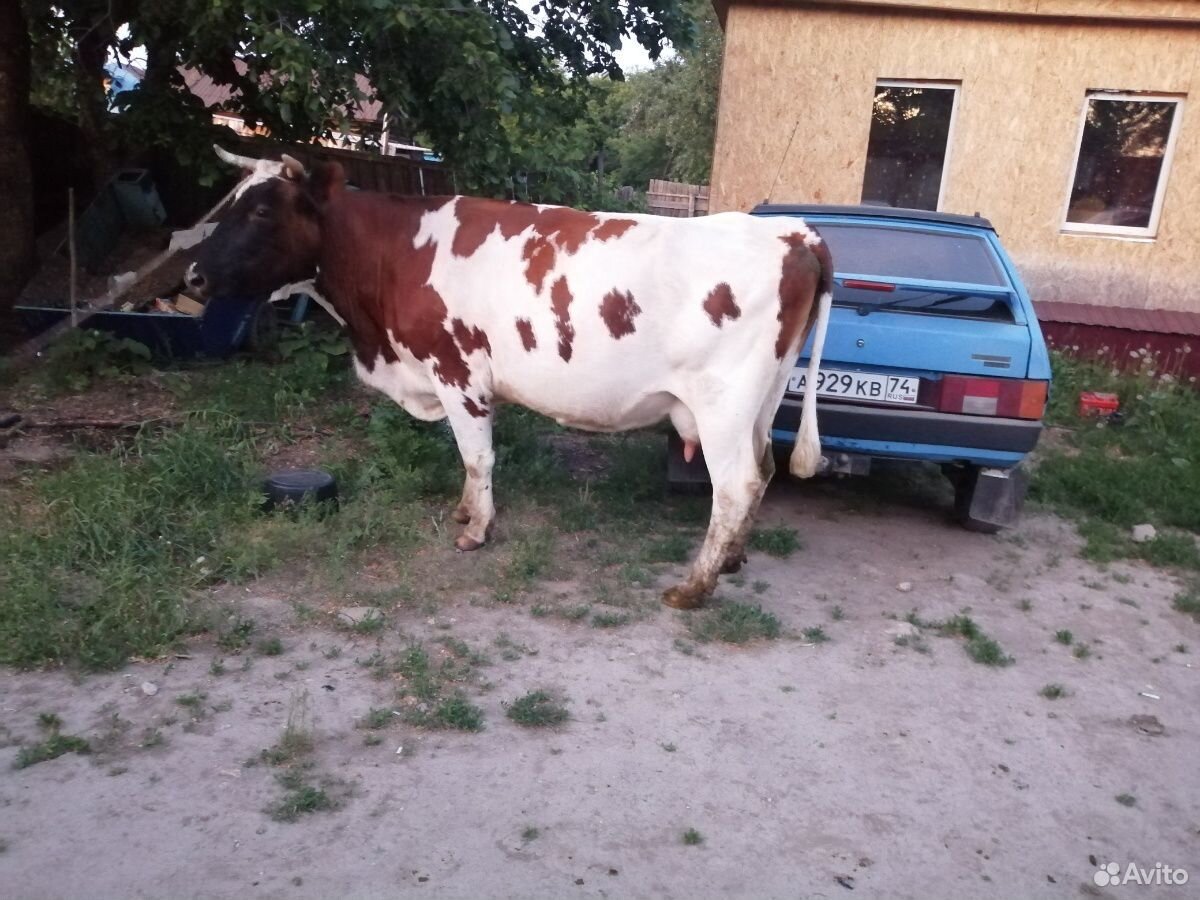 Быки коровы купить на Зозу.ру - фотография № 6