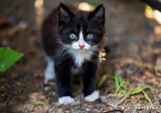 Котёнок домашний чёрный с белыми пятнами купить на Зозу.ру - фотография № 1