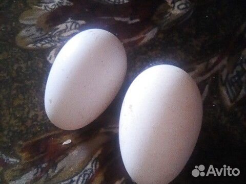 Яйца гусиный купить на Зозу.ру - фотография № 1
