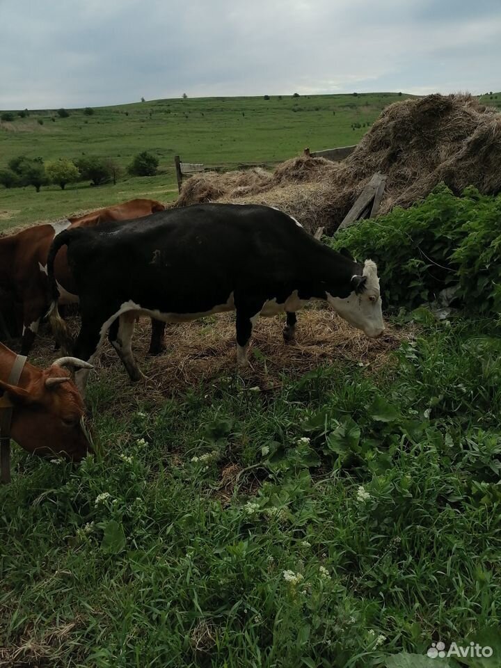 Коровы стельные купить на Зозу.ру - фотография № 2