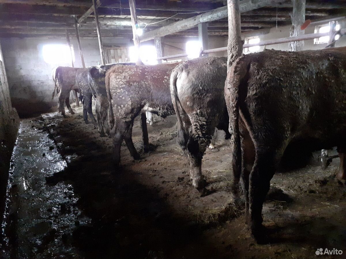 Бык корова бычок тёлка купить на Зозу.ру - фотография № 5