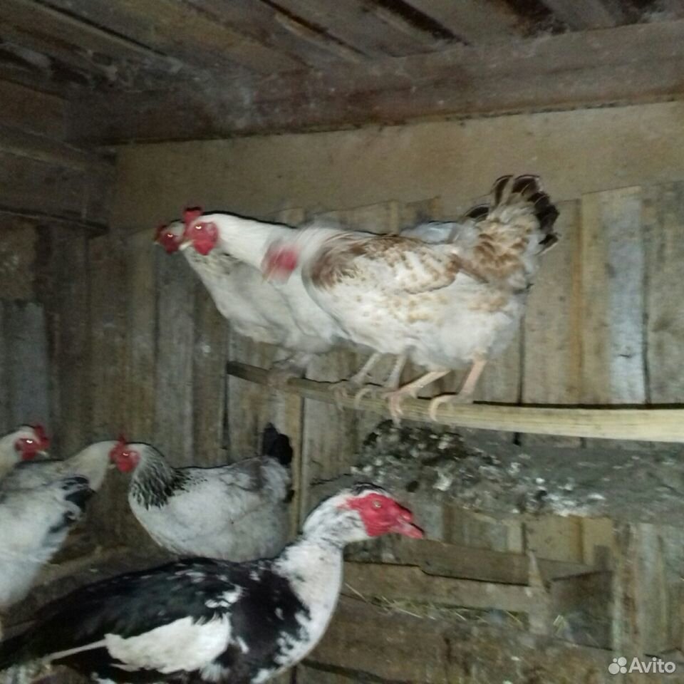 Цыплята от домашних кур метисов купить на Зозу.ру - фотография № 5