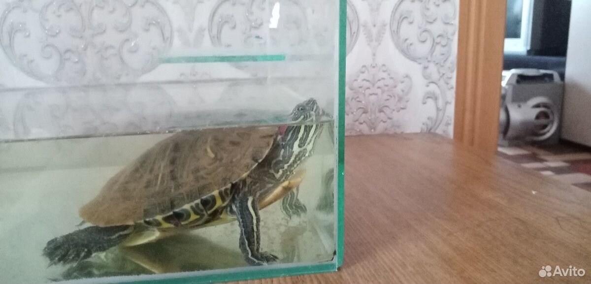 Черепаха красноухая с аквариумов и фильтром купить на Зозу.ру - фотография № 2