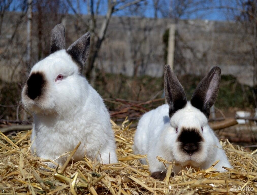 Кролики калифорнийской породы купить на Зозу.ру - фотография № 1