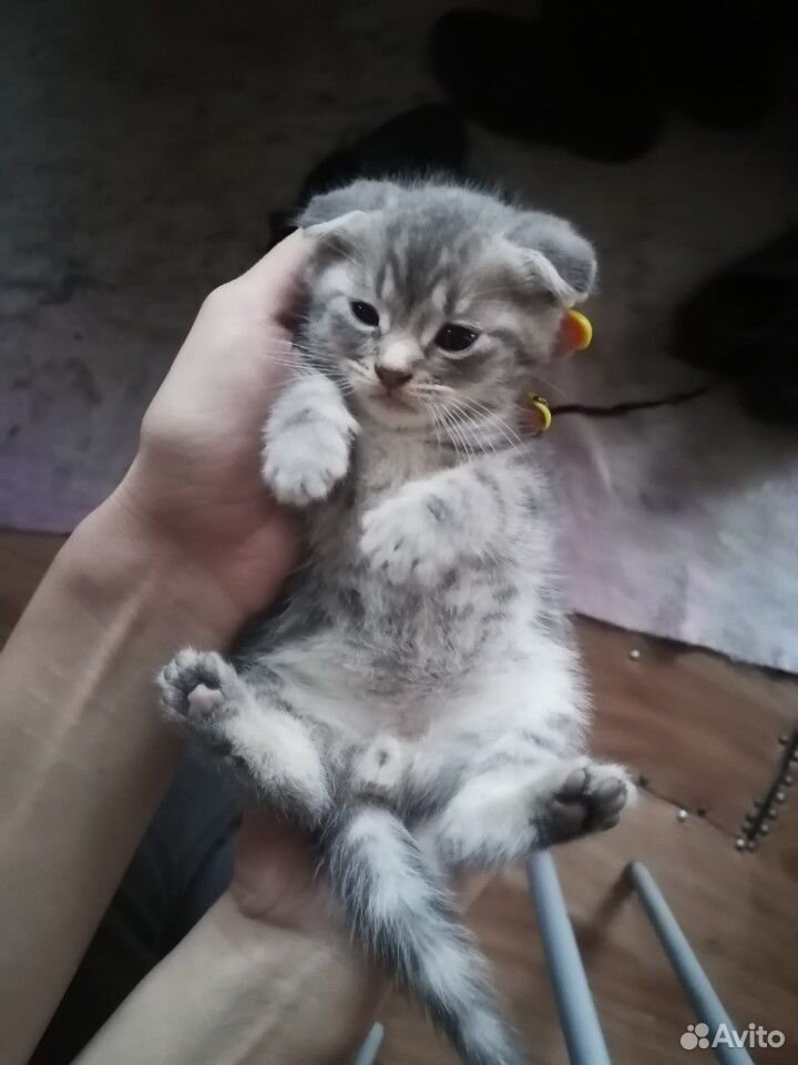 Котёнок веслоухий купить на Зозу.ру - фотография № 2