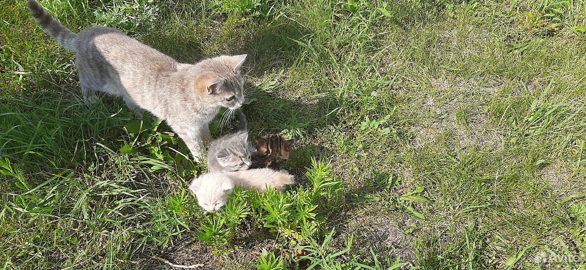 Котята от домашней кошечки купить на Зозу.ру - фотография № 9