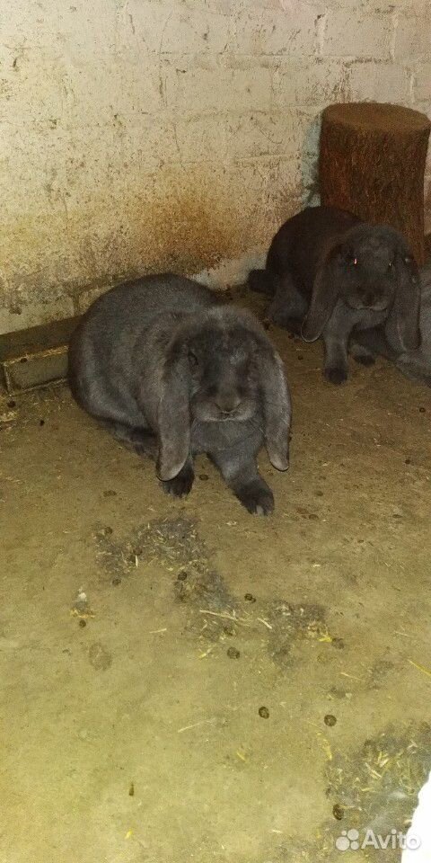 Кролики породы Французкий баран купить на Зозу.ру - фотография № 1