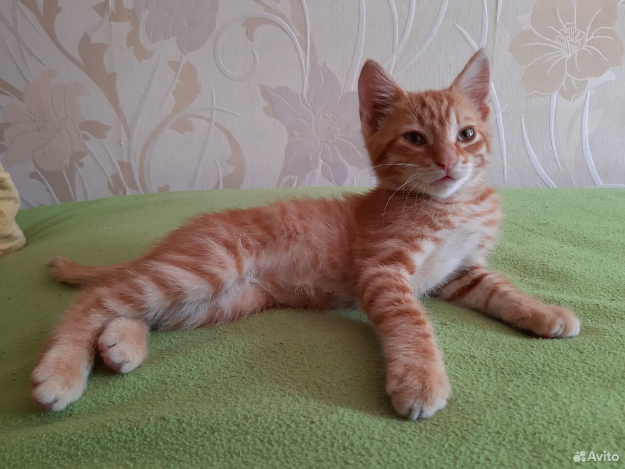 Отдам красивого рыжего котенка купить на Зозу.ру - фотография № 1