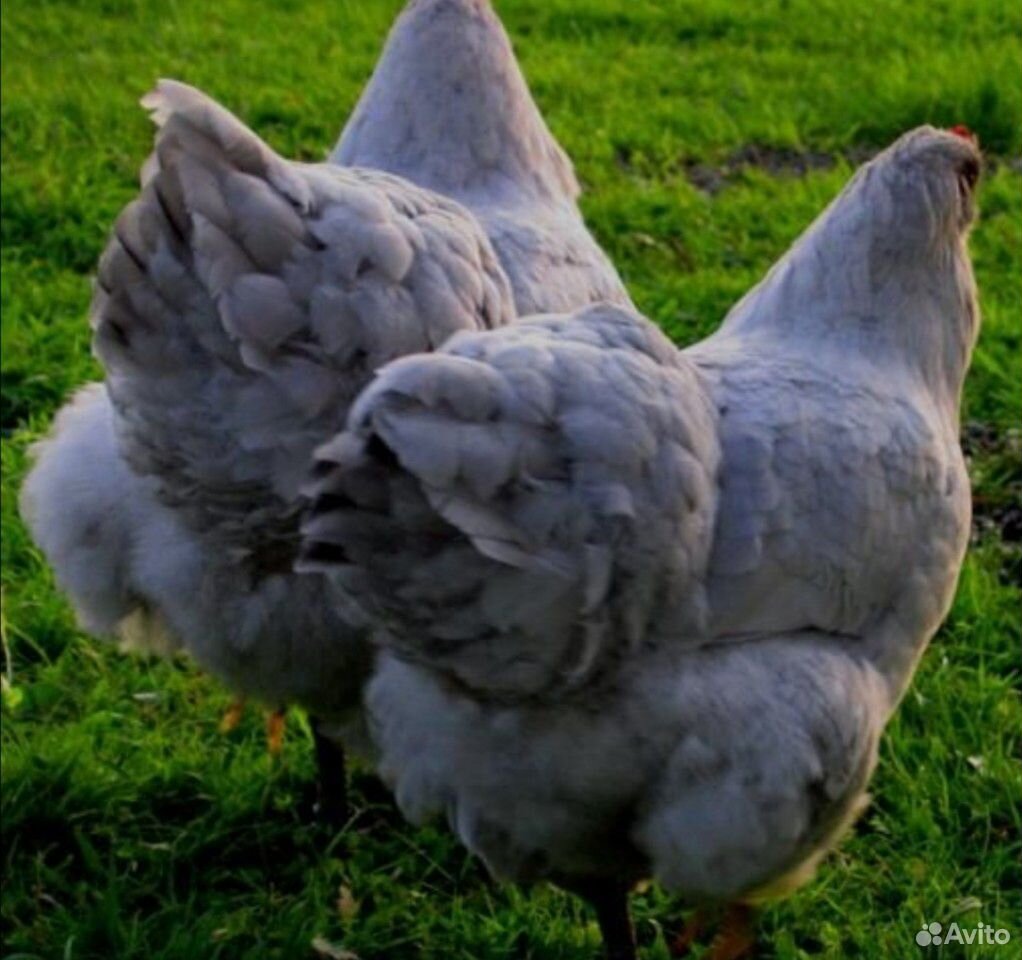 Цыплята орпинтон, кокинхин купить на Зозу.ру - фотография № 3
