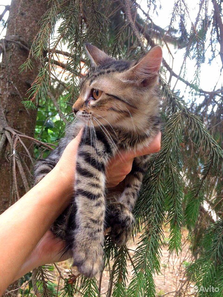 Метисы от породистых кошек купить на Зозу.ру - фотография № 3