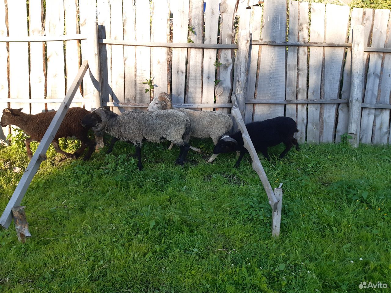 Барашки,овцы купить на Зозу.ру - фотография № 2
