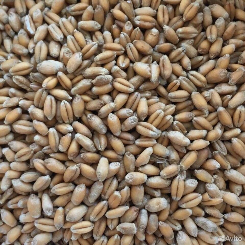 Пшеница оптом купить на Зозу.ру - фотография № 1