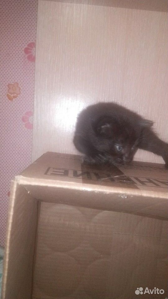 Котёнок М купить на Зозу.ру - фотография № 5
