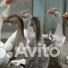 Гуси и утки купить на Зозу.ру - фотография № 2