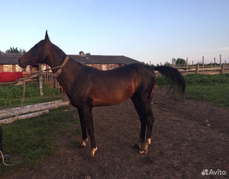 Чистокровная Ахалтекинская лошадь купить на Зозу.ру - фотография № 2