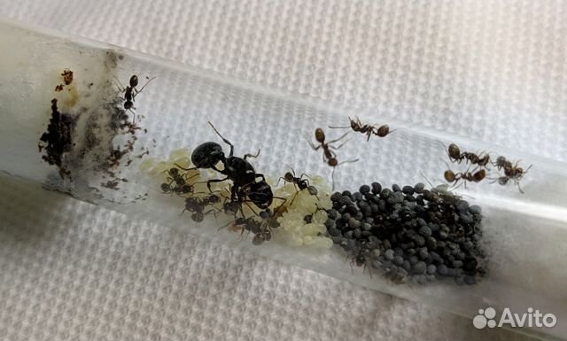 Колония муравьев Матка + 20-30 жнецов купить на Зозу.ру - фотография № 1