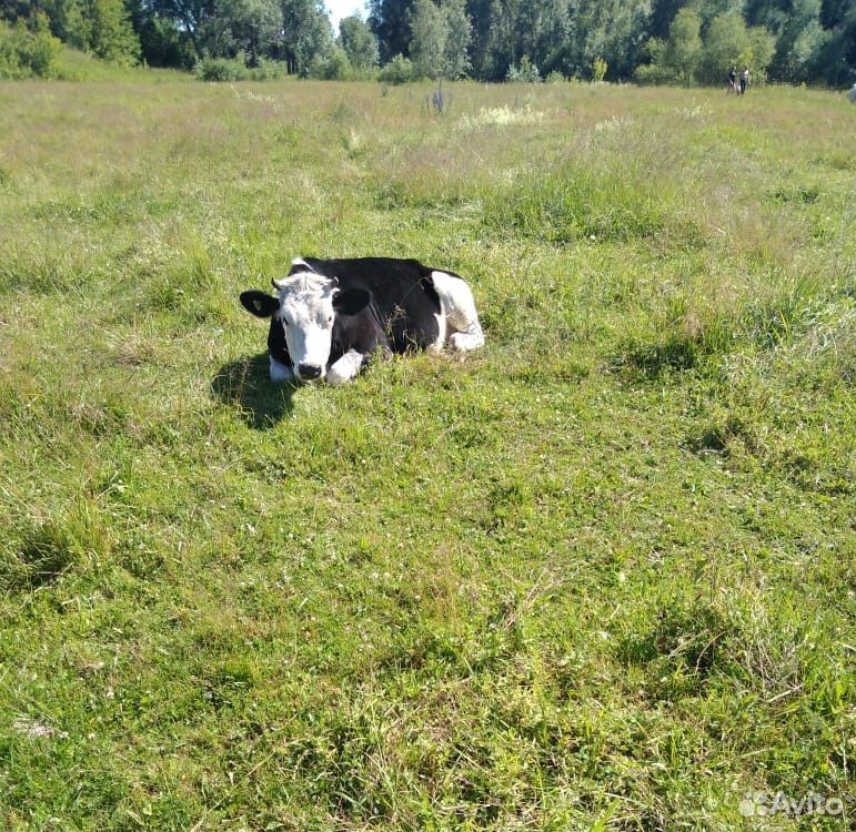 Продам коров, быков, телят купить на Зозу.ру - фотография № 1
