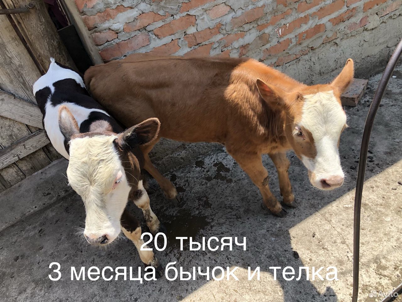 Корова, бык, телята купить на Зозу.ру - фотография № 1
