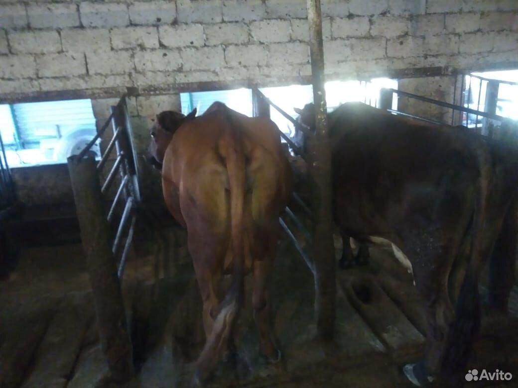 Коровы дойные быки тёлки телята цена договорная. н купить на Зозу.ру - фотография № 8