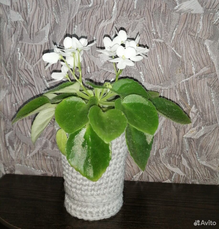 Комнатные цветы купить на Зозу.ру - фотография № 1