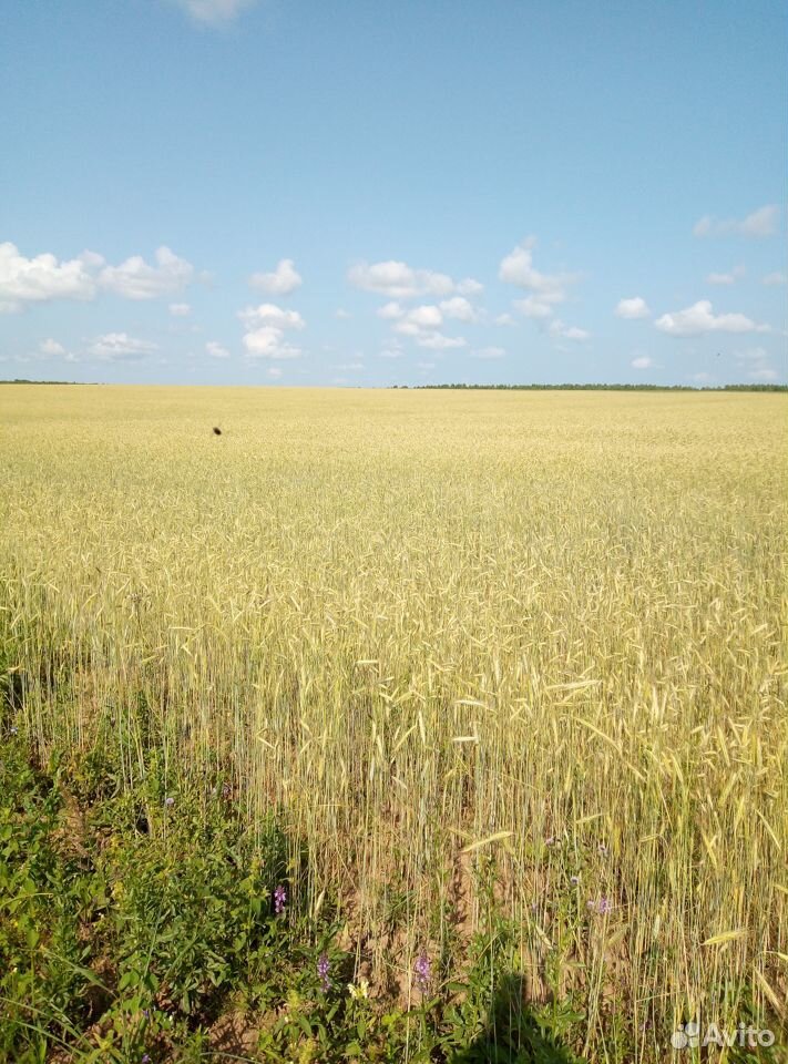 Зерно ржи фуражное, 20 тонн купить на Зозу.ру - фотография № 1