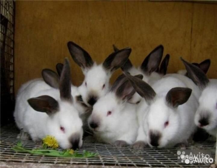 Кролики породы "Калифорниец" купить на Зозу.ру - фотография № 1