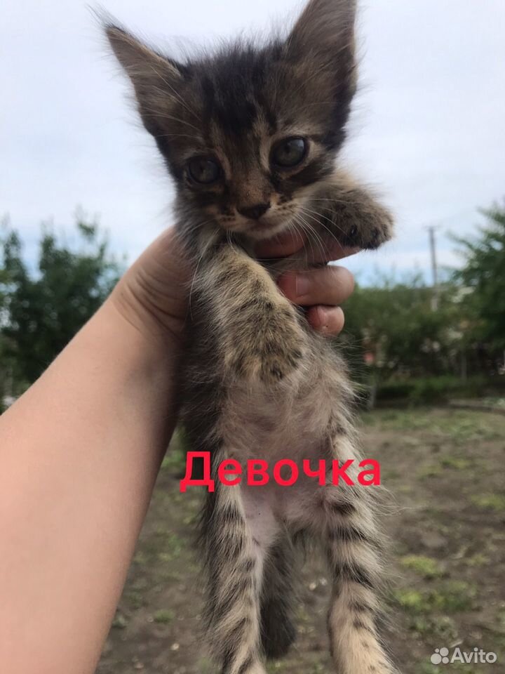 Хорошие котята в добрые руки купить на Зозу.ру - фотография № 2