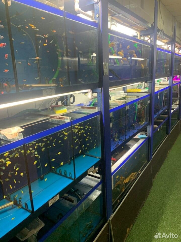 Новые аквариумы на любой вкус купить на Зозу.ру - фотография № 10