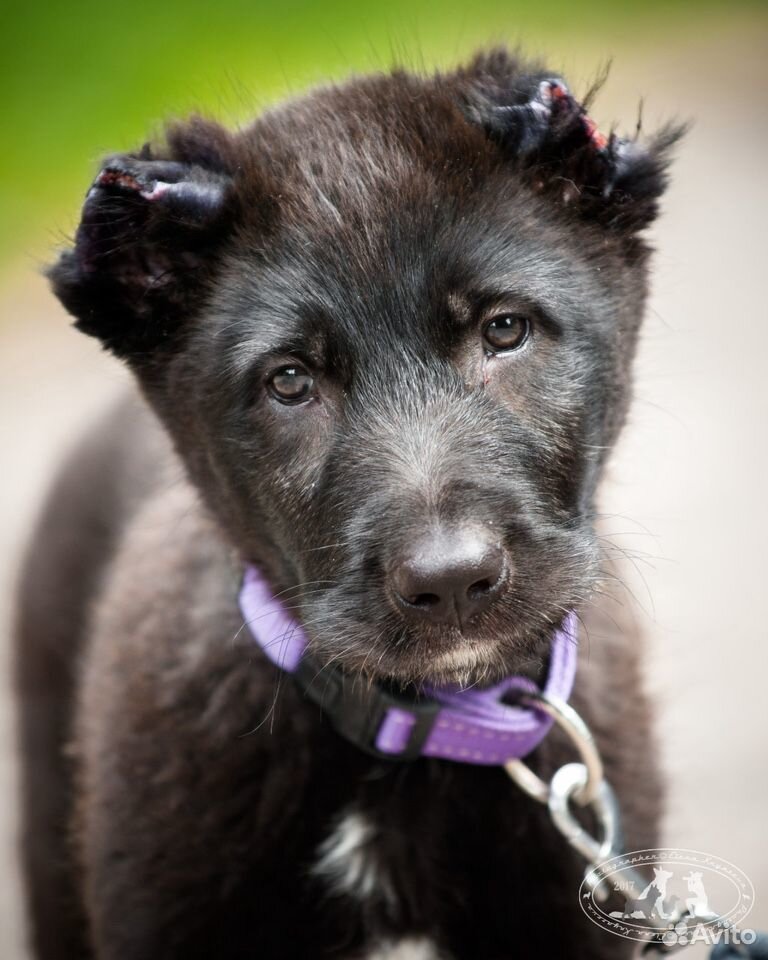 Собака ищет дом чёрный щенок 2,5 мес купить на Зозу.ру - фотография № 1