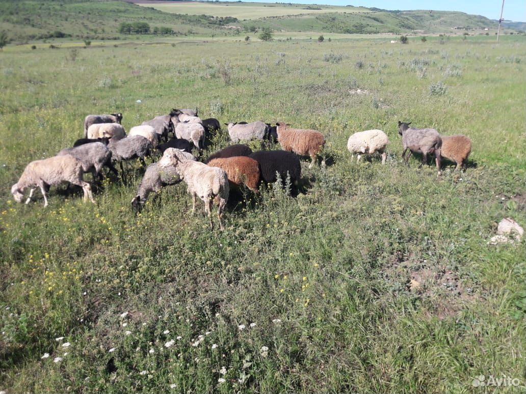 Продам романовских ярок и ягнят купить на Зозу.ру - фотография № 1