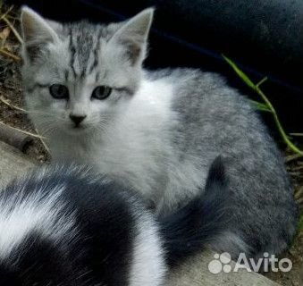 Отдам котят в добрые руки, с доставкой домой купить на Зозу.ру - фотография № 2