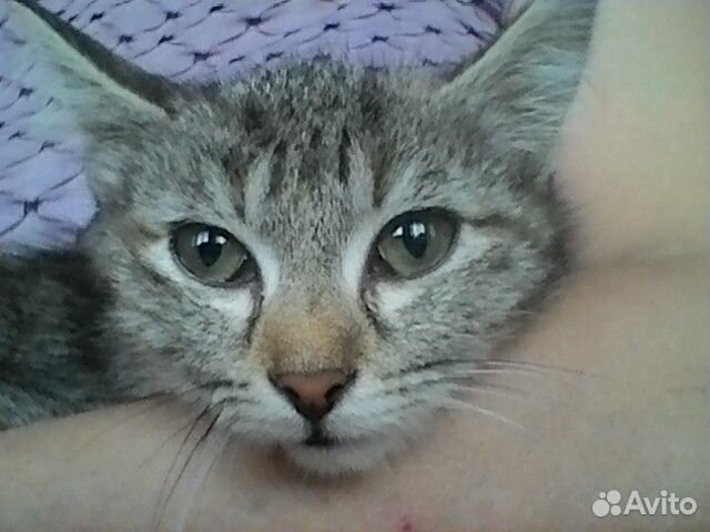 Котенок 3 месяца ищет дом купить на Зозу.ру - фотография № 1