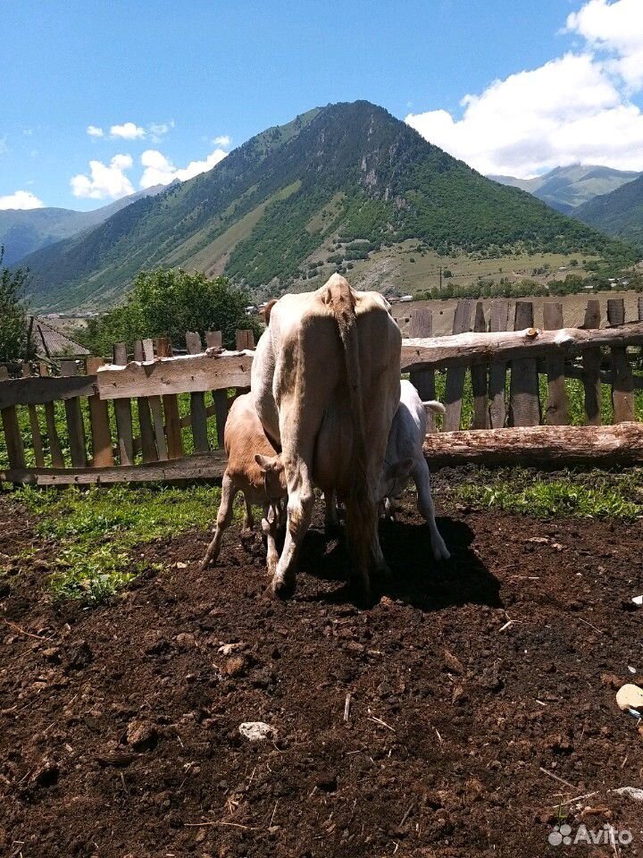 Корова и телята(бычки) купить на Зозу.ру - фотография № 8