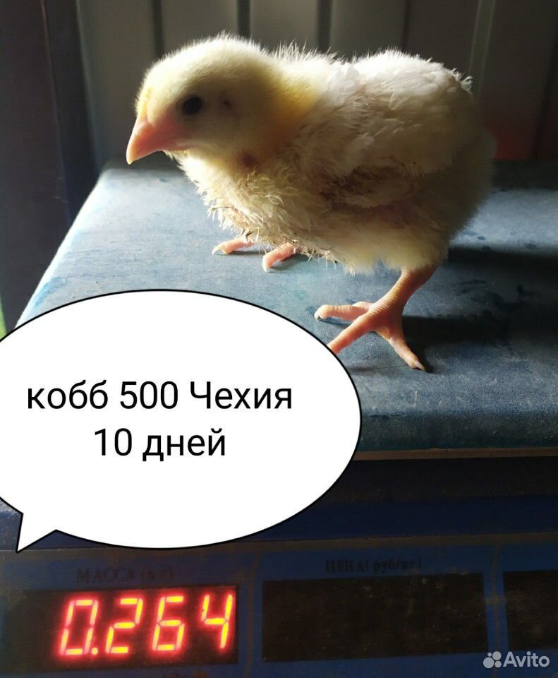 Подрощенные Бройлерные цыплята Кобб 500 купить на Зозу.ру - фотография № 1